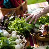 Cobblestone Farm Farmers Market open for the summer